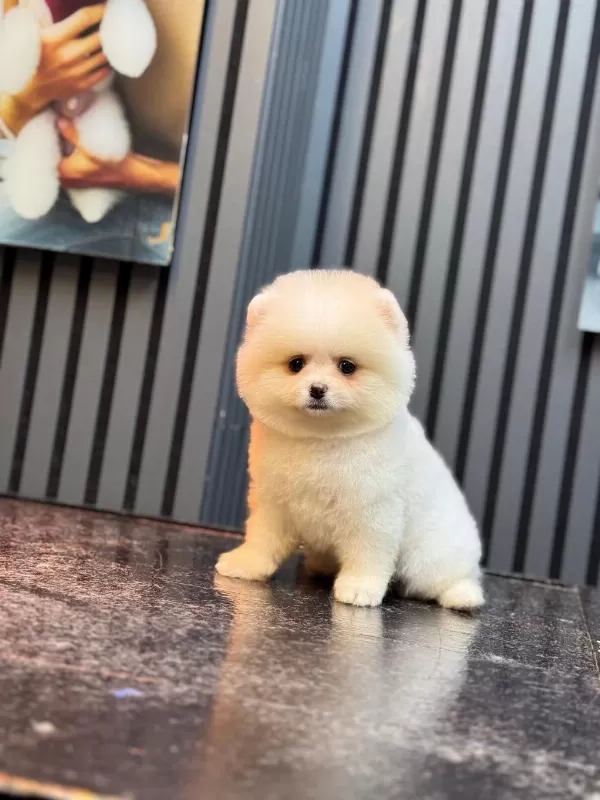 Sağlik Ve İrk Garantili Pomeranian Köpeğimiz