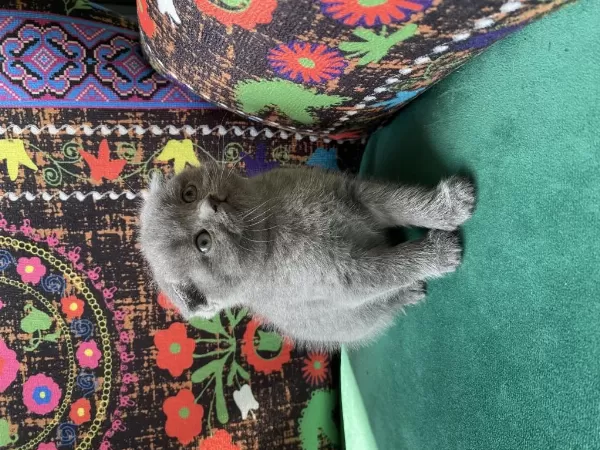 Gri Kırık Kulak Scottish Fold Yavru