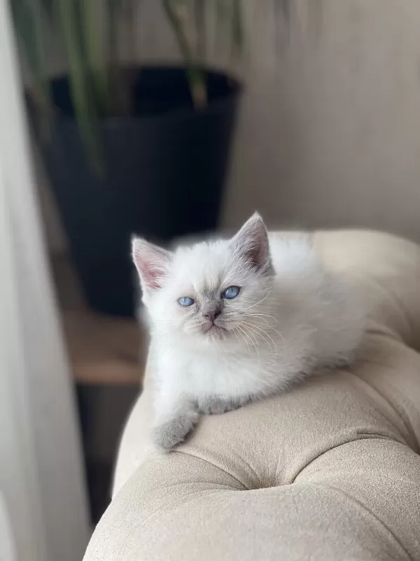 Harika Güzellikte British Shorthair Blue Point