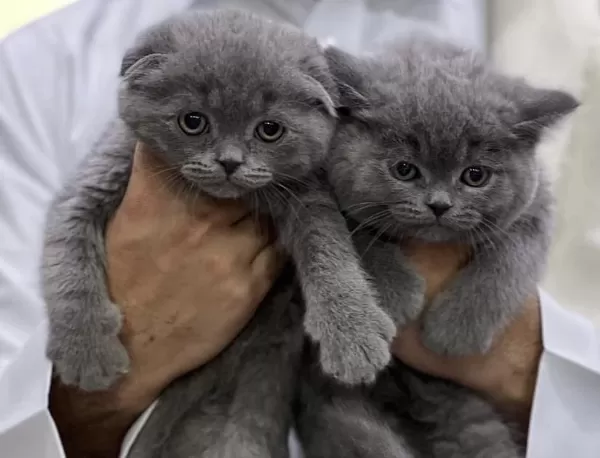British Shorthair &amp; Scottish Fold Yavrularim