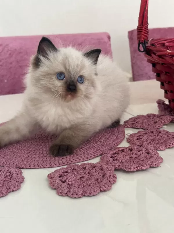 Safkan Ragdoll Bebekler