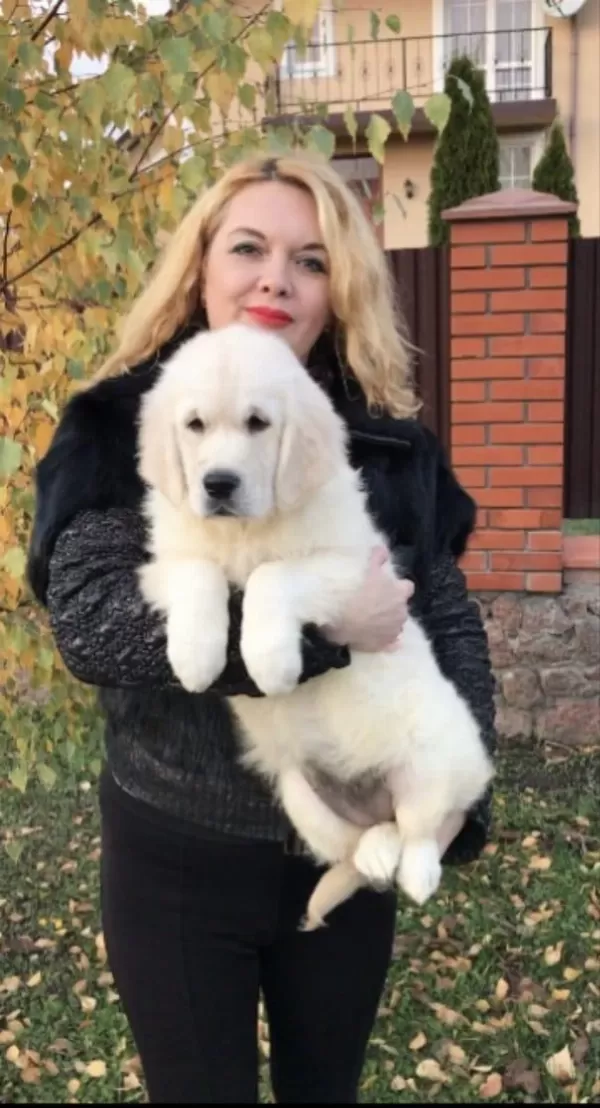Golden Retriever Adrese Teslim Kapıda Ödeme Yapabilirsiniz