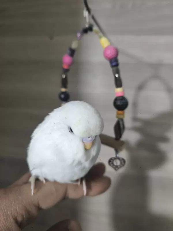 Bebek Muhabbet Kuşları