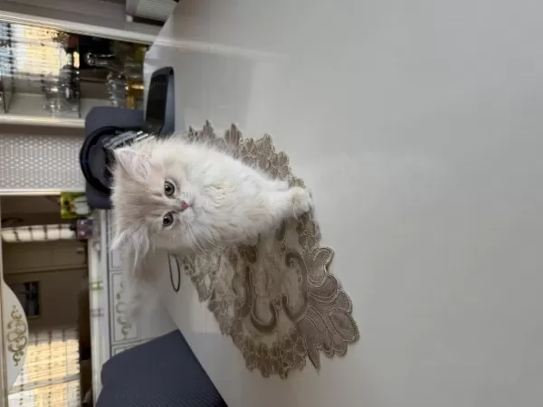 British Longhair Dişi Cy12
