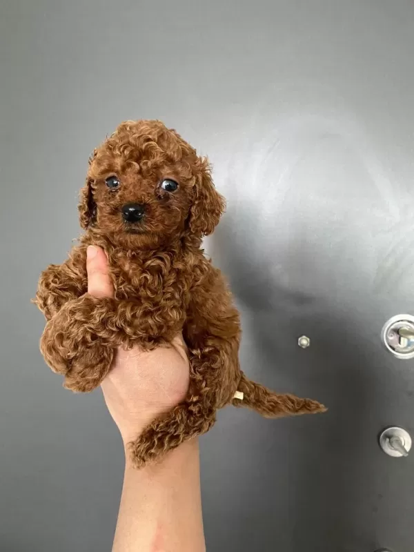 Red Brown Poodle Yavrularım