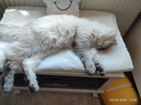 Sağlıklı İran Kedisi
