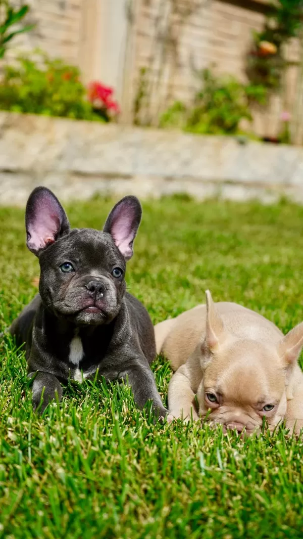 French Bulldog Yavruları Çiftlikten