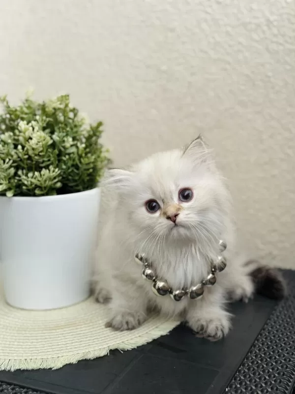 British Longhair Silver Point Yavrular