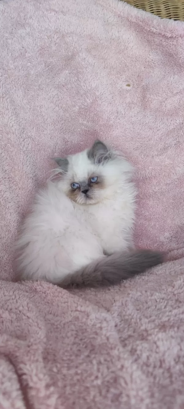 Erkek British Longhair