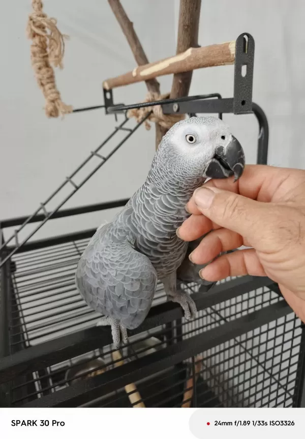 Sahiplendirilecek Jako Papağanı