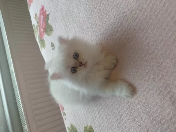 Nisan Doğumlu Yavru Kediler