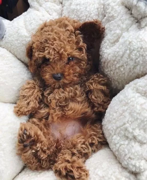 Toy Poodle Kore Kan Yavrularımız