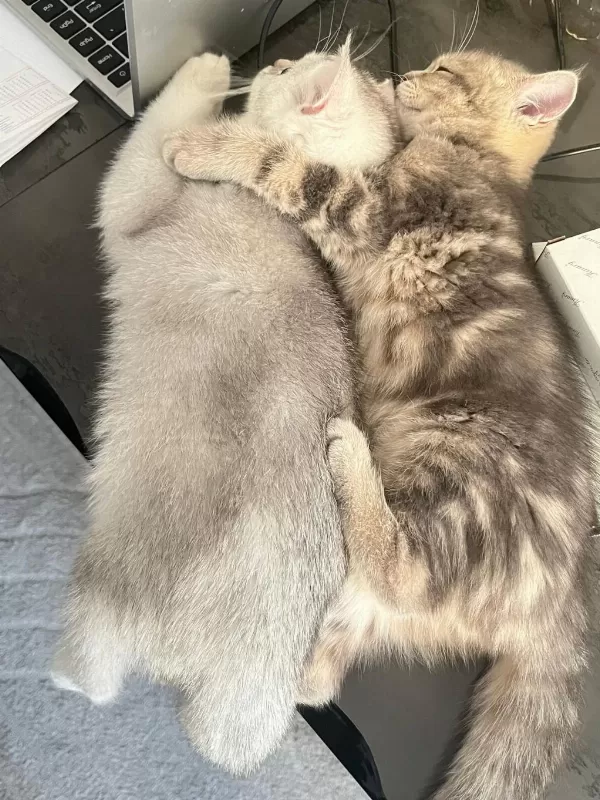 British Shorthair Yavrular