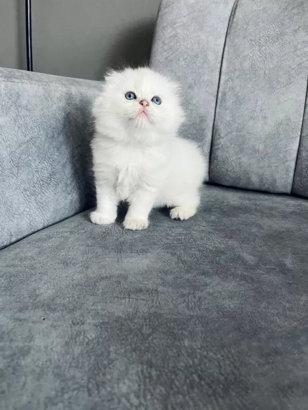 2 Aylik Erkek Uzun Tüylü Scottish Fold