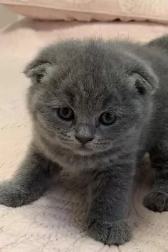 Scottish Fold Yavrularımız Evinizin Neşesi Olacaktır