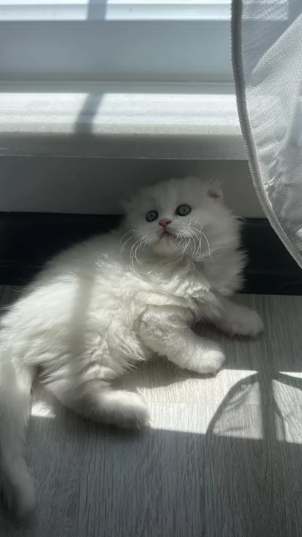 Show Kalite British Longhair Yavrular