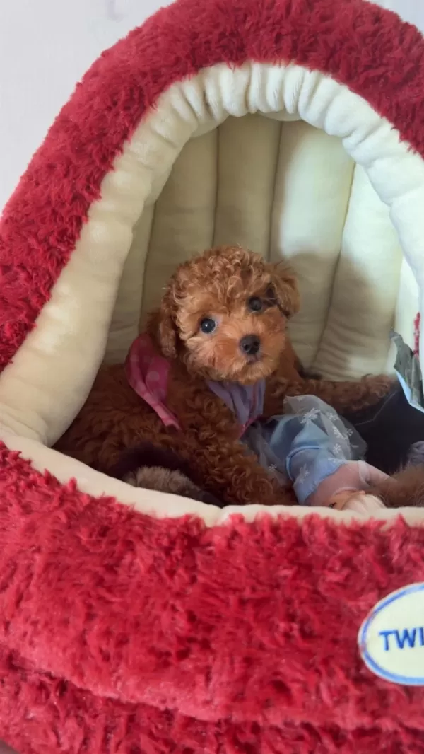 Sevimli Toy Poodle Yavrumuz Sahibini Bekliyor