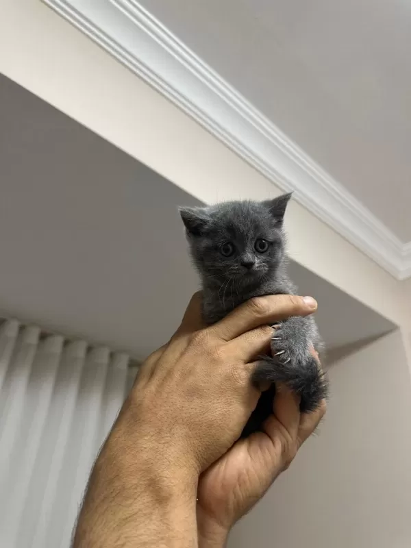 1 Mayıs Doğumlu British Shorthair Bebekler