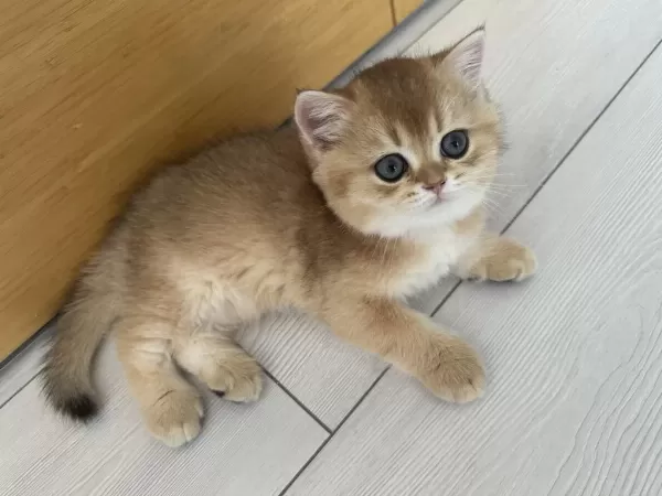 65 Günlük British Shorthair Golden Yavrusu