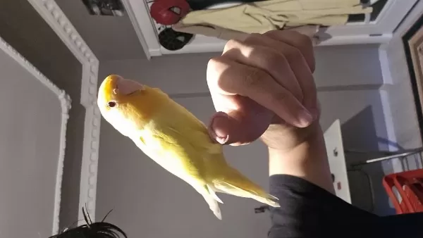 Full Artı Full Evcil Oyuncu Sevda Papağanı