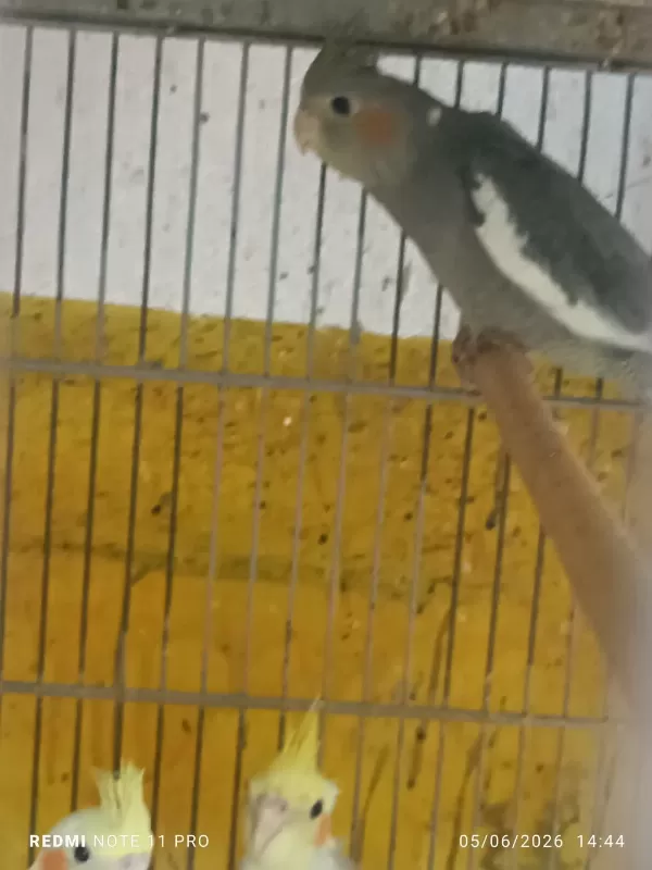 Hobiciden Bebek Sultan Papağanlar