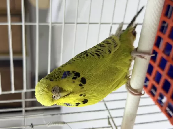Dişi Jumbo Muhabbet Kuşu Damızlık