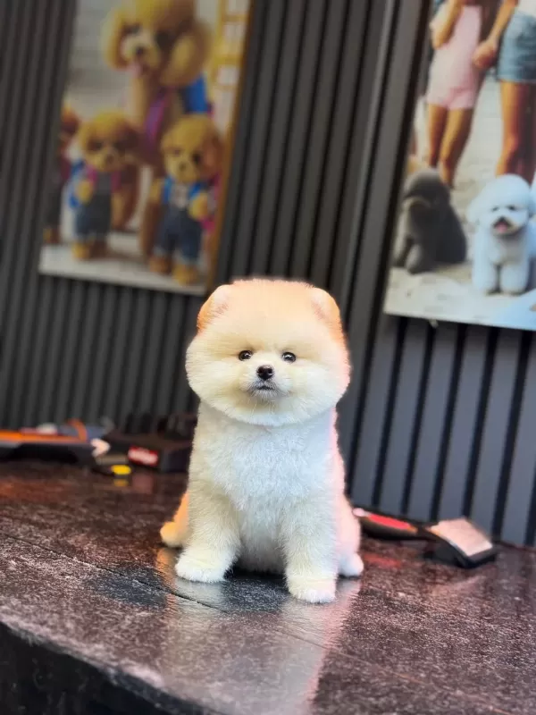 Dişi Ve Erkek Pomeranian Boo Yavrularımız