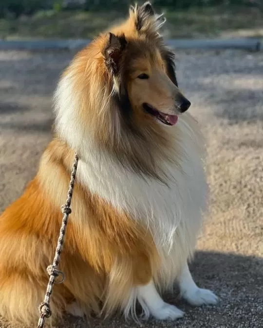 Rough Collie ( Lessie ) Yavrulari