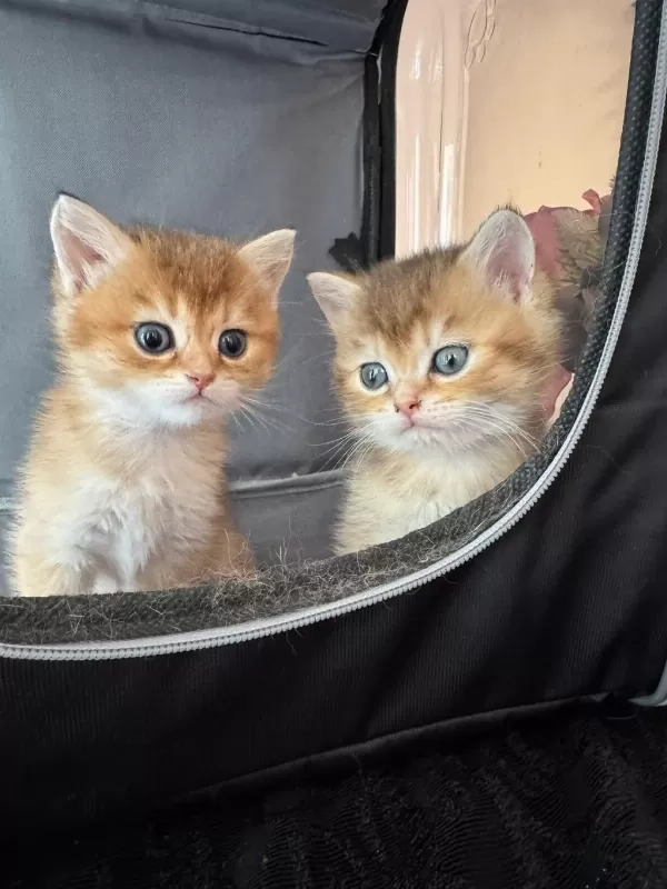 British Shorthair Golden Yavrular
