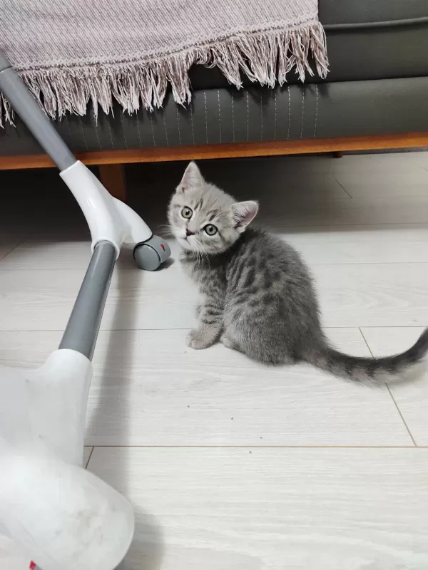 Sevimli Oyuncu Kedimiz Yeni Yuvasını Arıyor