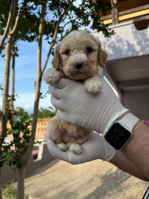 Maltipoo Yavrular Adrese Gönderim Ve Kapıda Ödeme Vardır