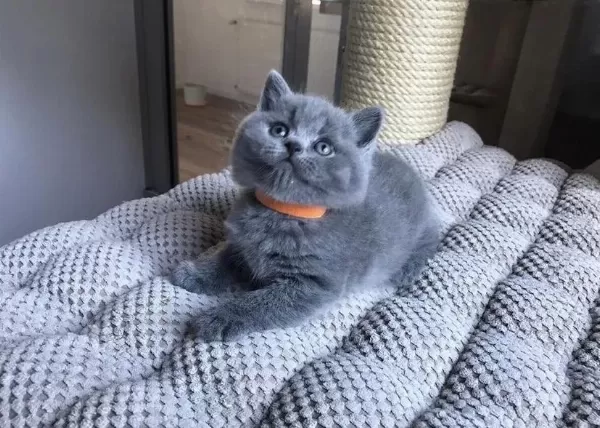 Güzeller Güzeli British Shorthair Yavrular