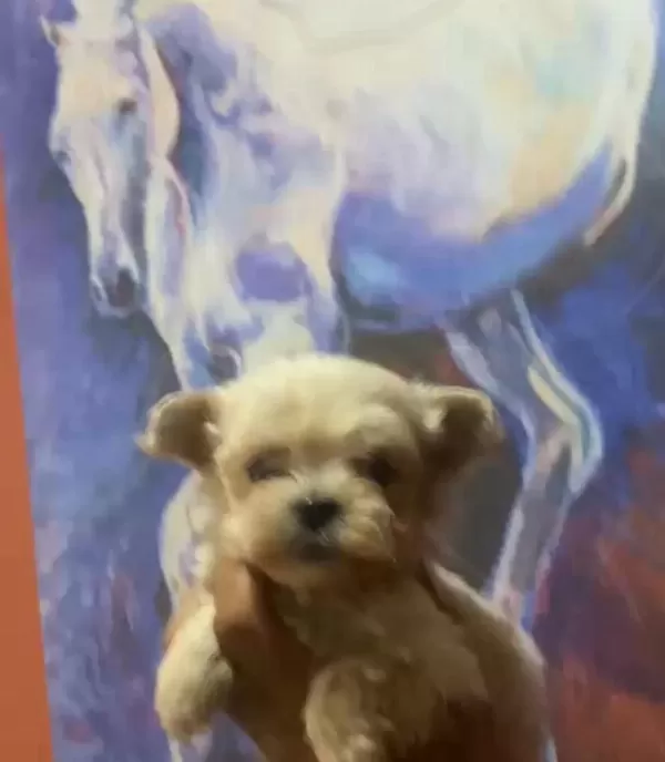 Safkan Kaliteninde Kalitesi Maltipoo Yavrular