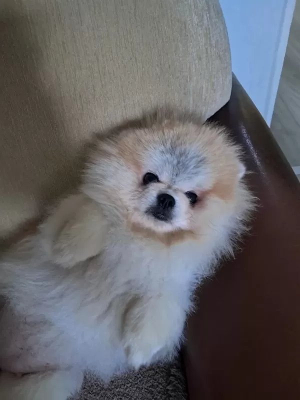Pomeranian Boo Dişi 1 Yaşında