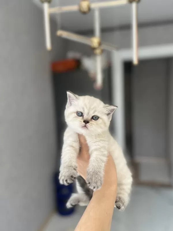 British Shorthair Silver Yavrularim
