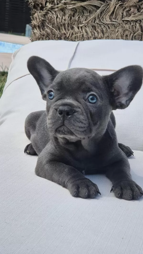 En Özel French Bulldog Yavruları Çiftlikten