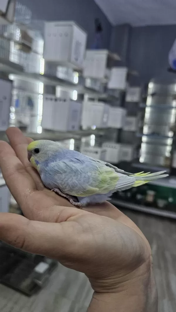 Sezonun Son Muhabbet Bebekleri Açiklamayi Okuyun