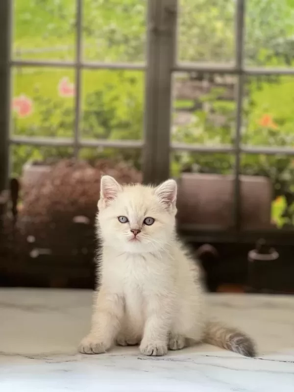Teslime Hazir British Shorthair Yavrularim