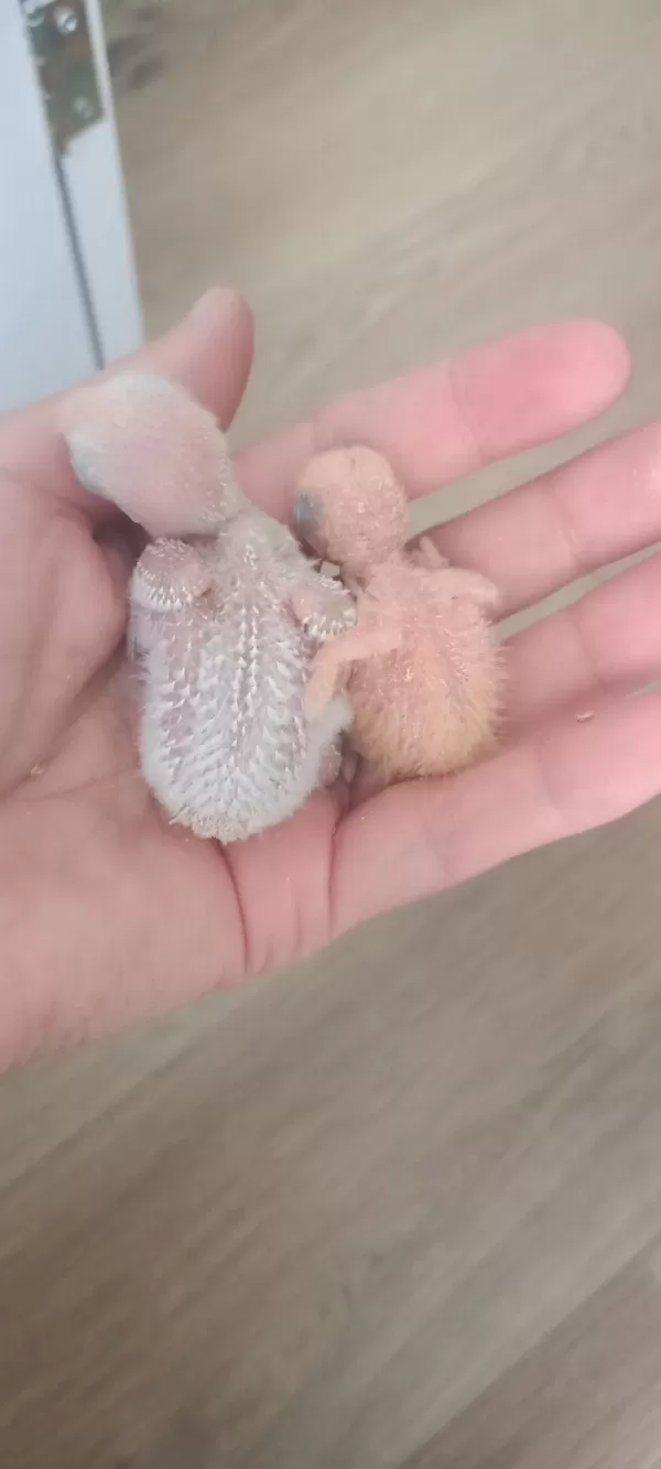 Yavru Sevda Papağanları