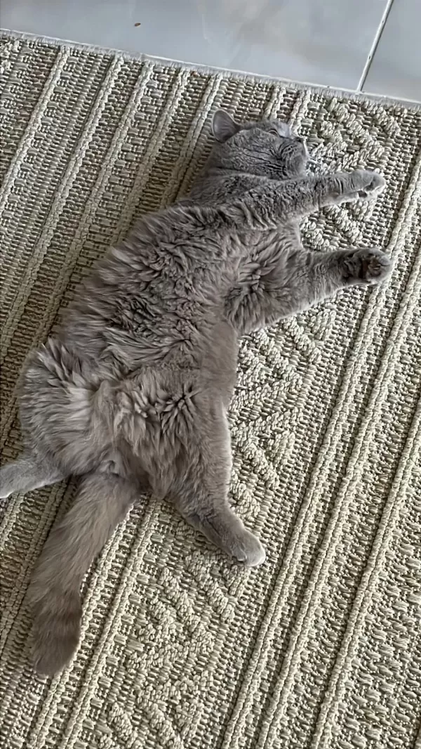 Ücretsiz Kısır British Shorthair Kedim