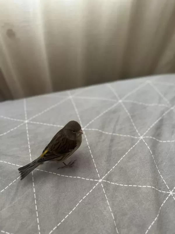 Gloster Ve Normal Öten Kanarya