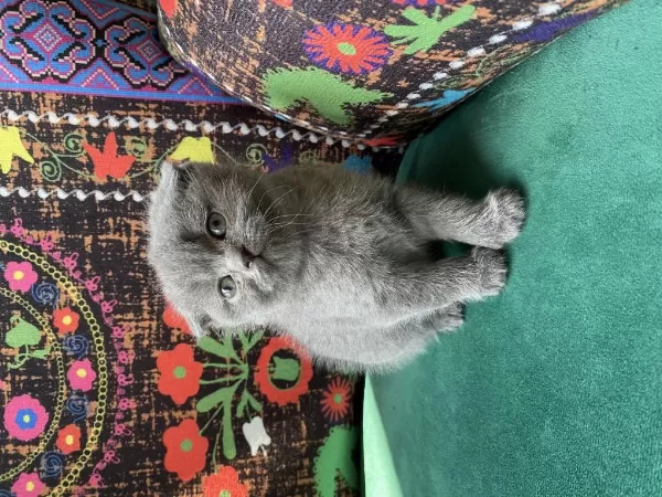 Gri Kırık Kulak Yavru Scottish Fold
