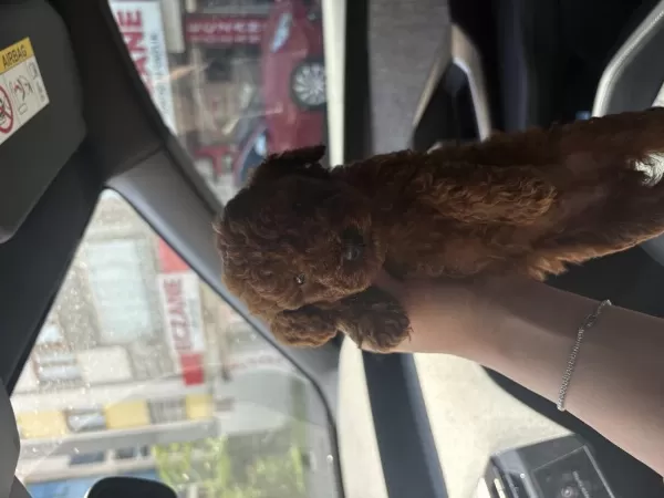 Red Toy Poodle Yavrularim