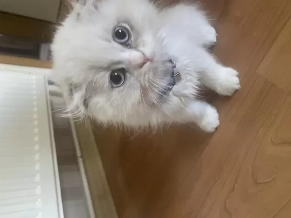 2 Aylık Eğitimli Scottish Fold