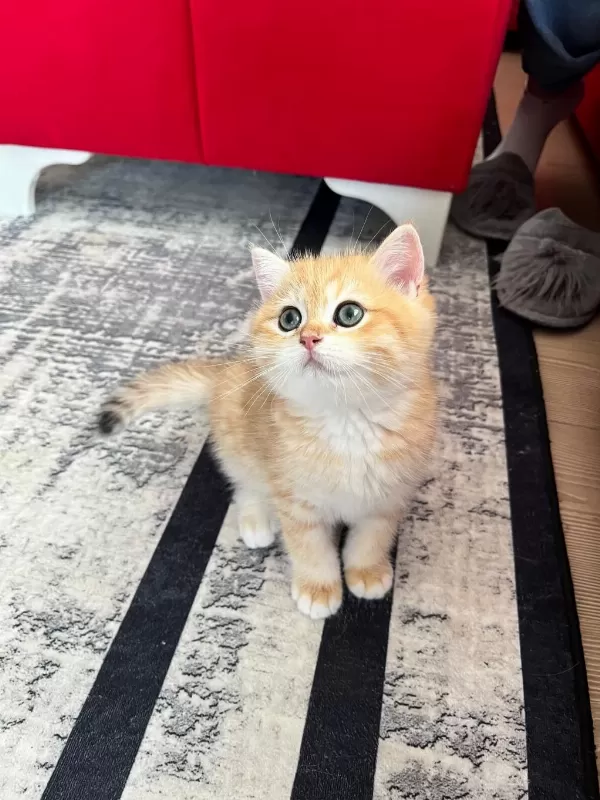Safkan British Shorthair Golden Ny12 Erkek Yavru