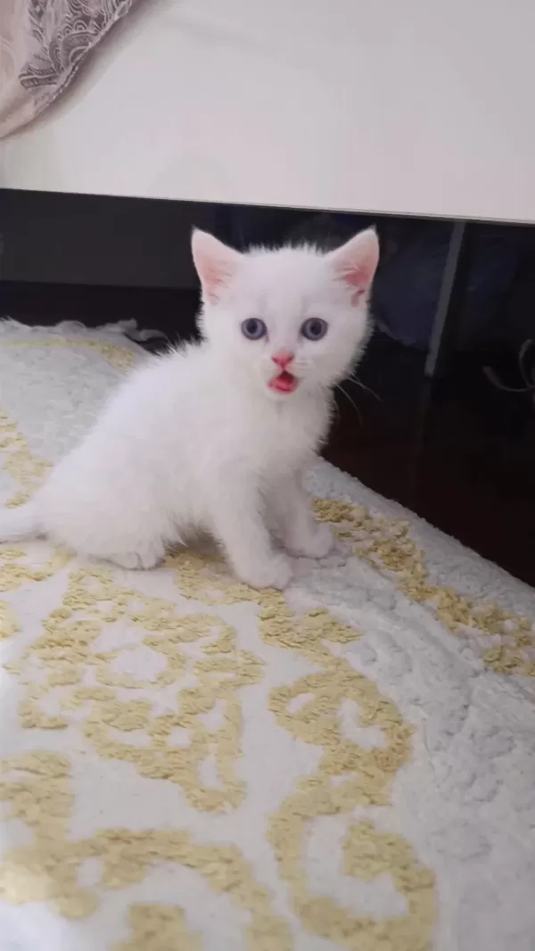 Tek Kalan Yavru British Shorthair