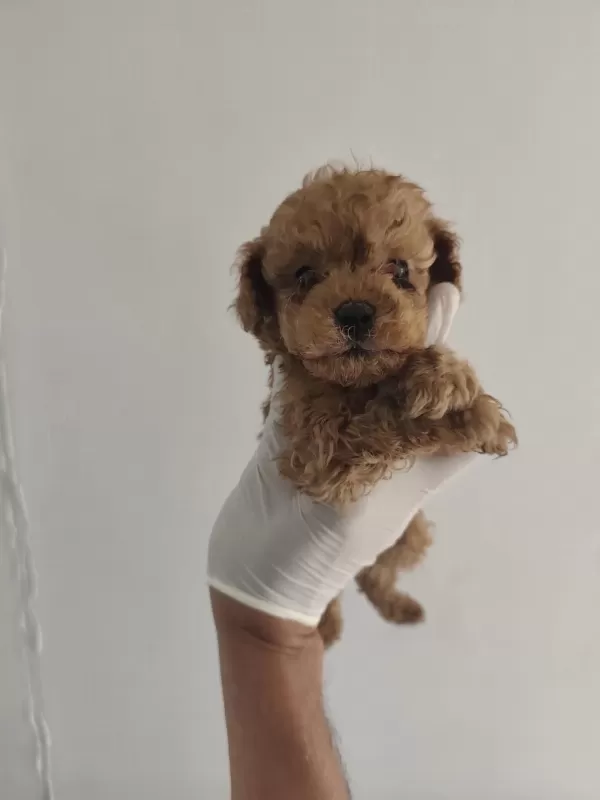 Toy Poodle Aşılı Kilo Garantili Yavrular