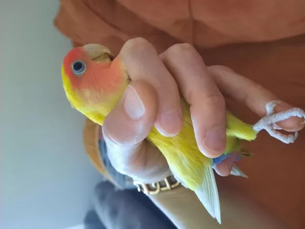 Sağlıklı Dişi Sevda Papağanı