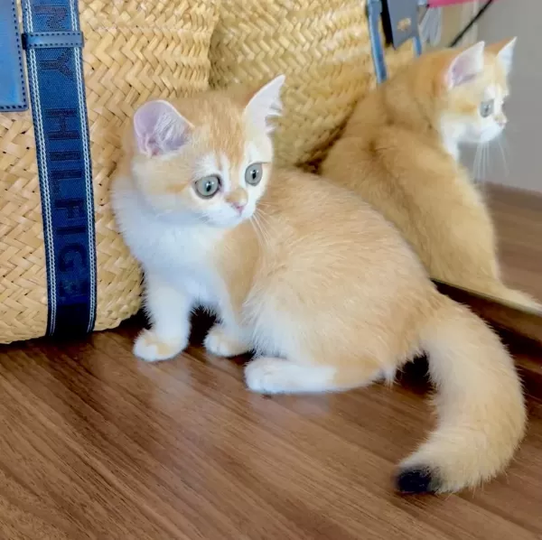 Safkan British Shorthair Golden Dişi Yavru