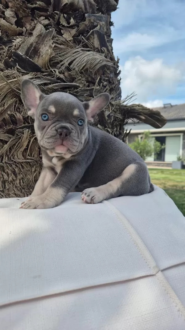 Blue French Bulldog Yavruları İstanbul